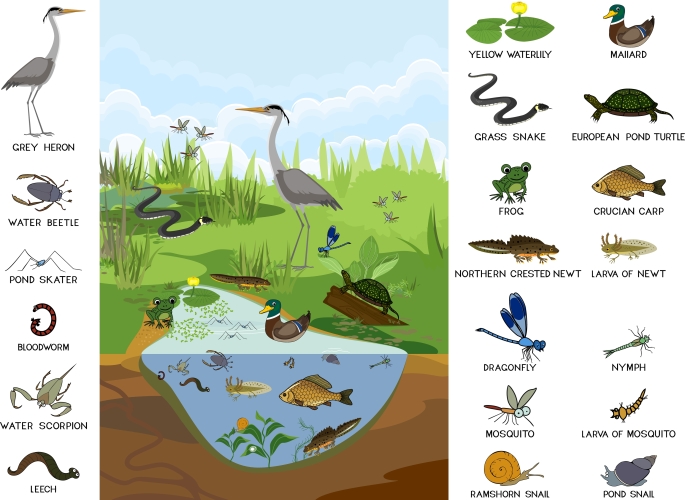 pond and river ecosystem