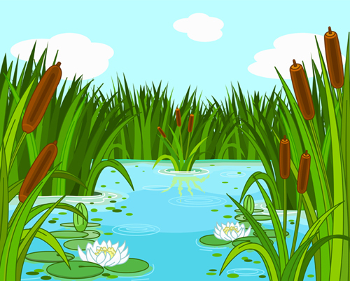 pond with bulrushes