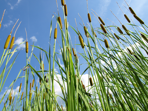 Pond weed