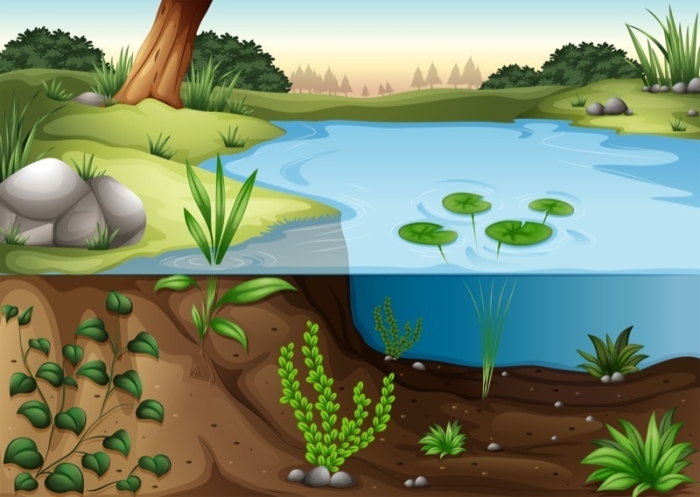 Pond