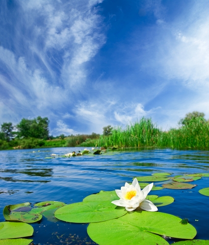 a pond