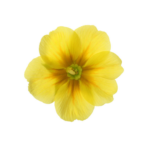 Primrose