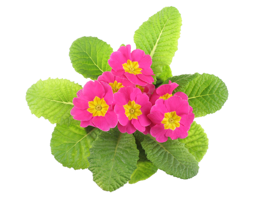 primrose