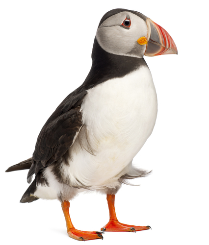 a puffin