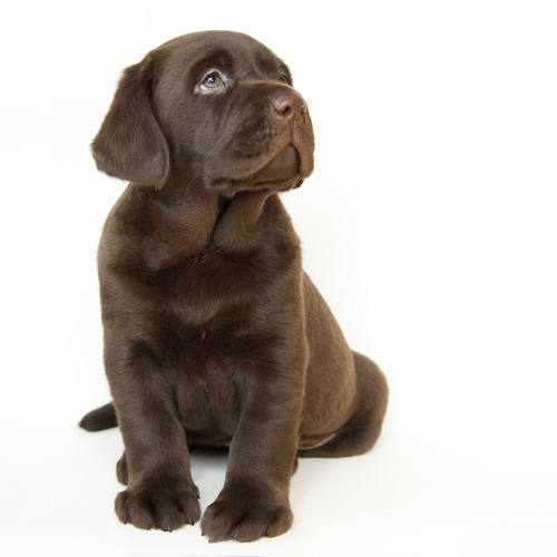 a puppy
