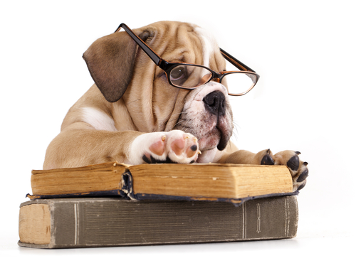 dog on a book