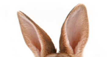 rabbit ears