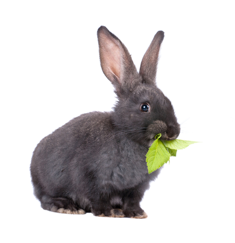 grey rabbit eating a leaf