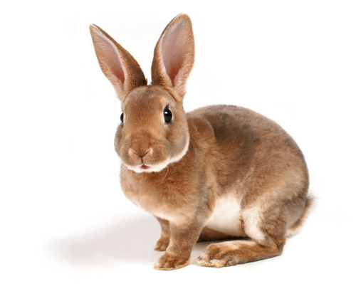  brown rabbit