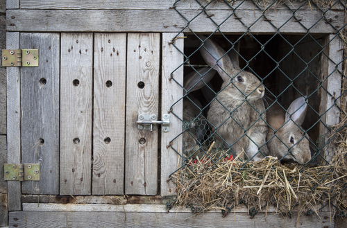 rabbit hutch