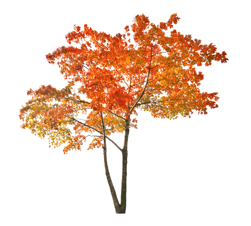 maple tree