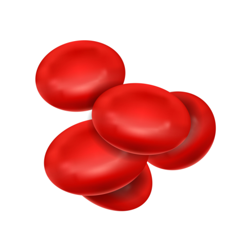 Image of red blood cell