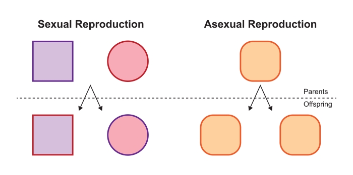 Asexual reproduction