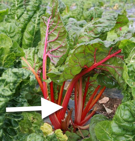 rhubarb