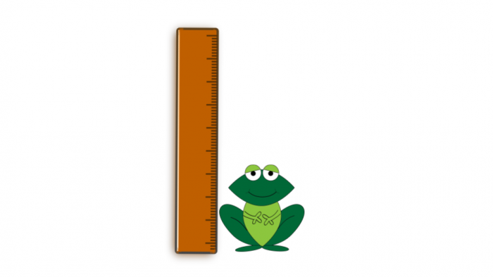 frog next to a ruler