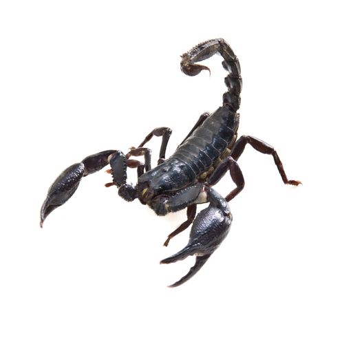 Scorpion