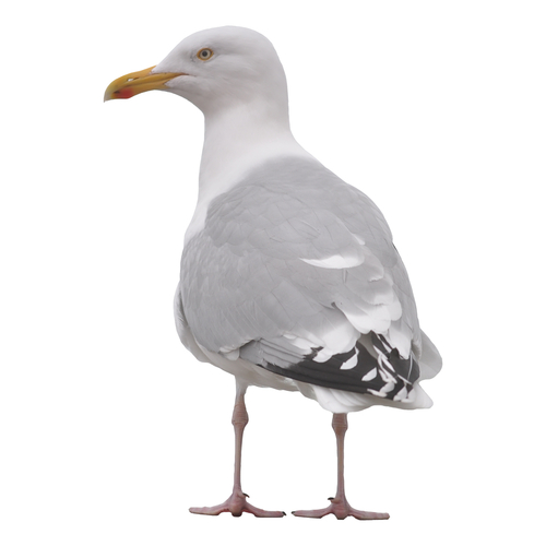 Seagull