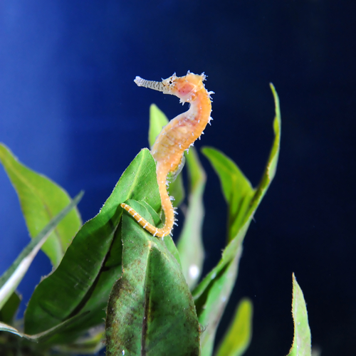 seahorse underwater seaweed