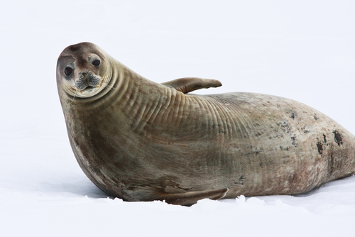 seal on the snow