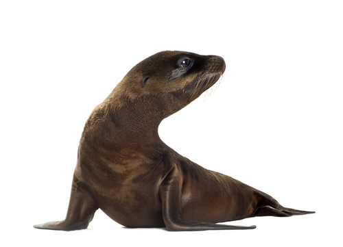 Sea lion