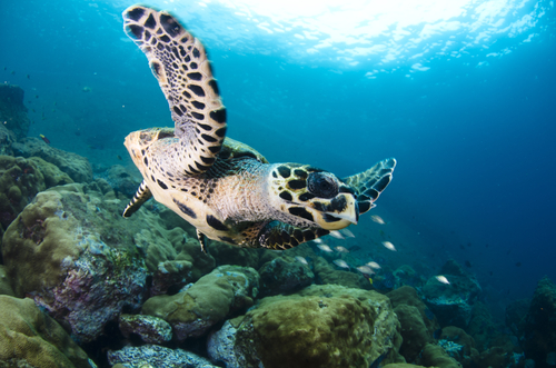 sea turtle underwater