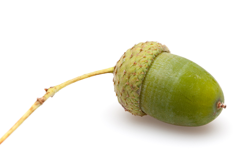 Image of acorn seed