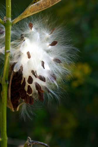 seed pod