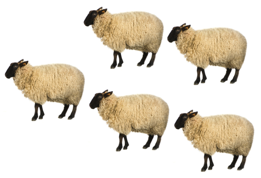 5 sheep