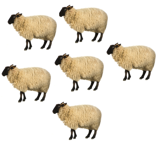 sheep