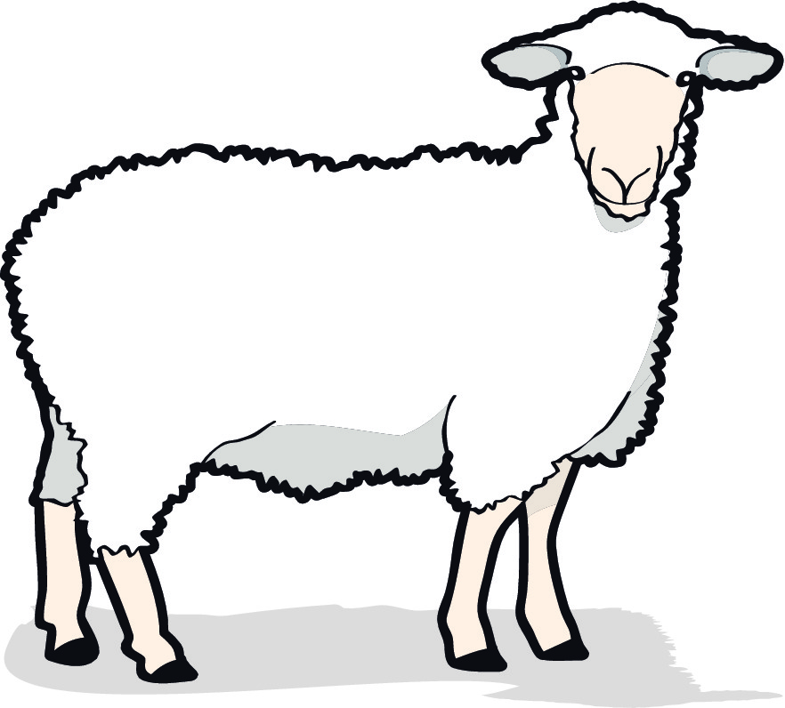 a sheep