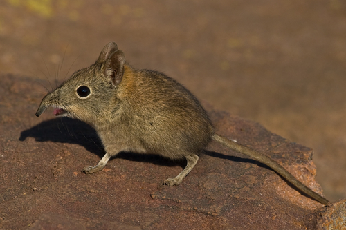  a shrew