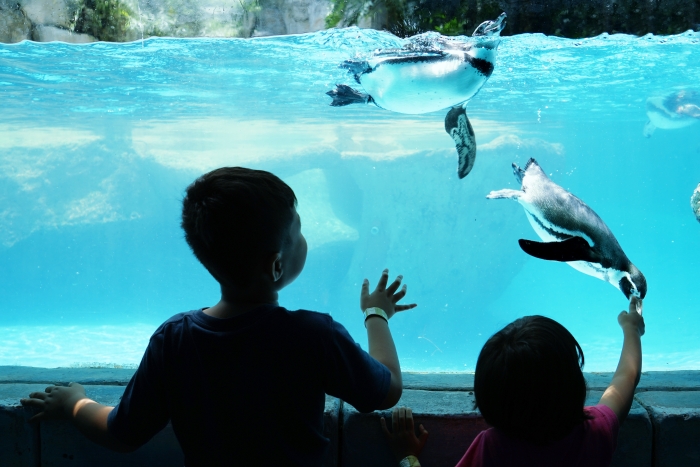 penguin in aquarium