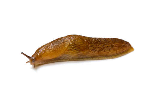 Slug