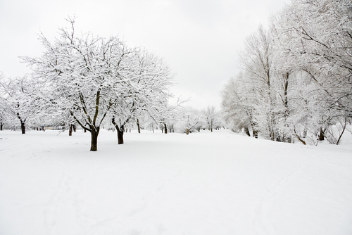 Snowy field with trees