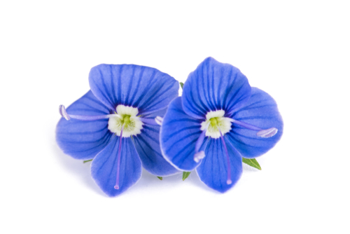 Speedwell