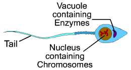 Picture of a sperm cell