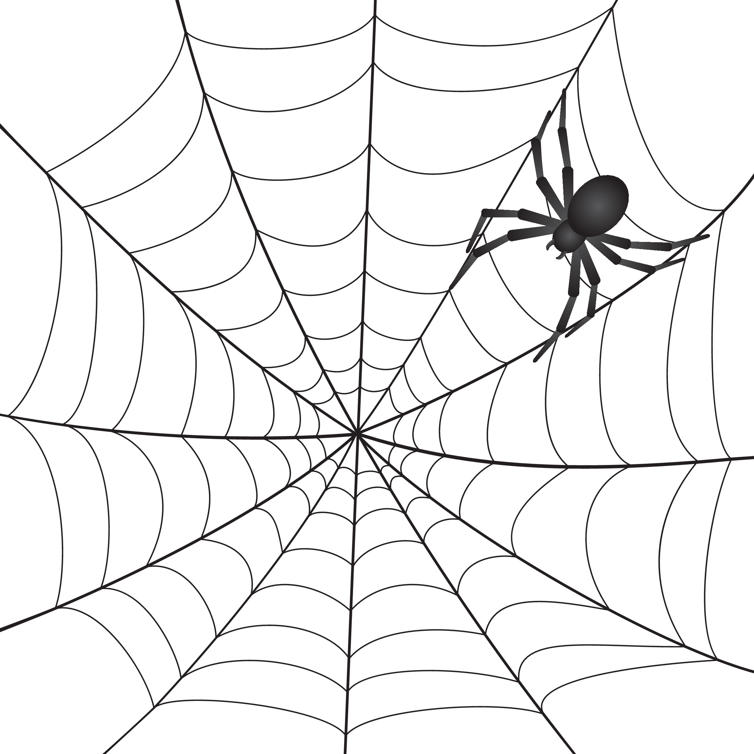 a spider in a web