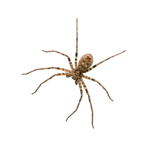 spider