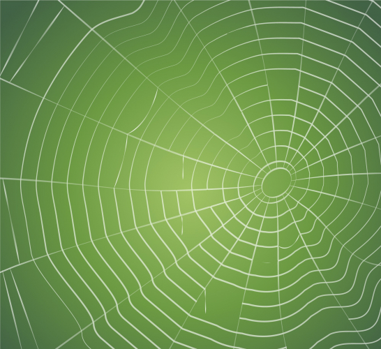 A spider's web