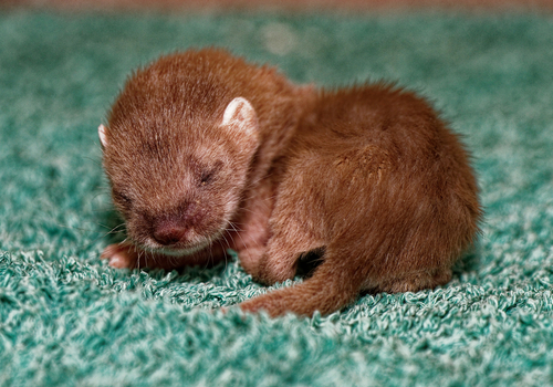 Baby stoats