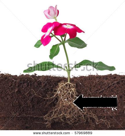 Plant with an arrow pointing to the roots