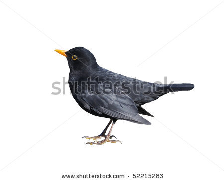 a blackbird