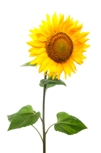 a sunflower