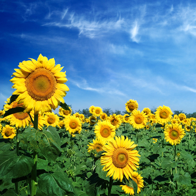 Sunflower field 