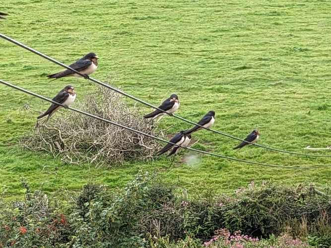 Swallows