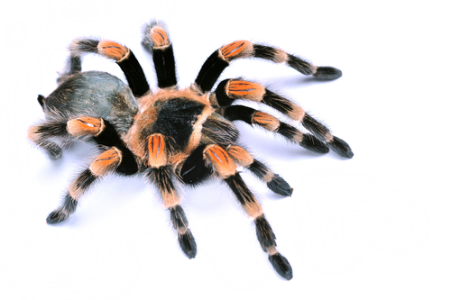 Tarantula