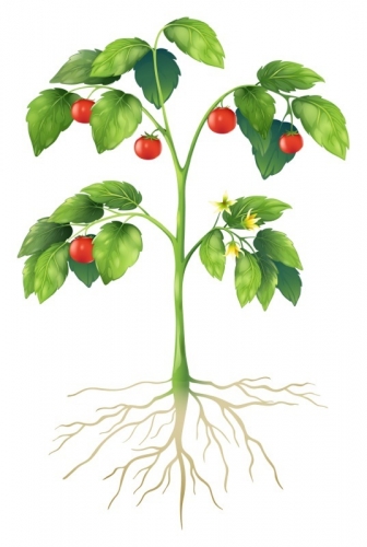 Image of a plant