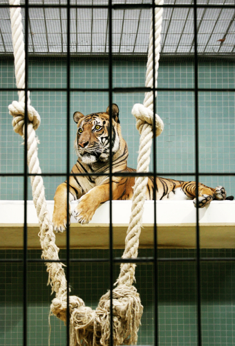 tiger in cage