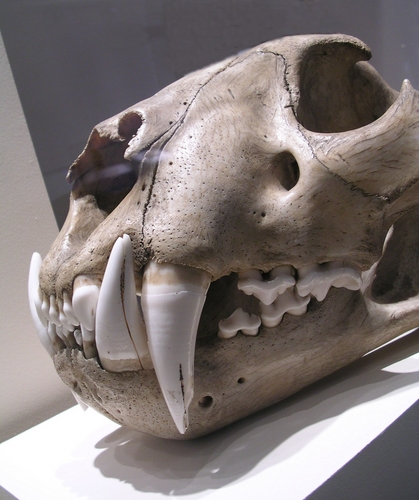 Tiger skull - carnivore