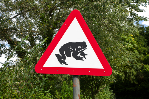 Toad crossing sign